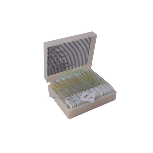 Basic Prepared Slide Set of 25